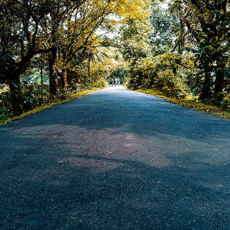 Yellow Highway, bangladesh, forest, green, highway, highway road, highway trees, plants, road, scenery, trees, HD phone wallpaper