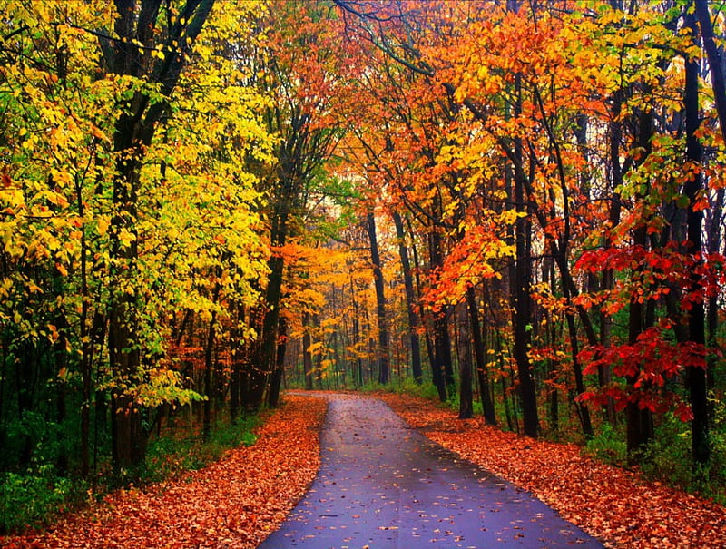 Road in autumn forest, forest, colorful, autumn, lovely, bonito, trees ...