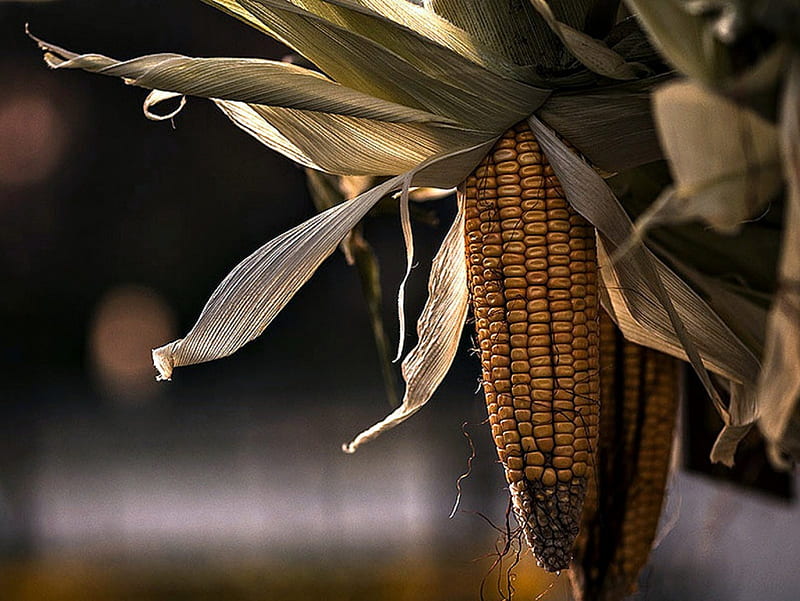 Dry Corn on the Cob, Dried, Corn, Cob, graph, HD wallpaper