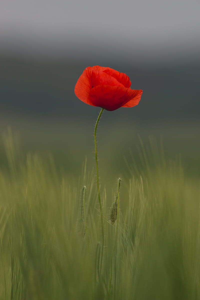 selective focus of common poppy flower, HD phone wallpaper
