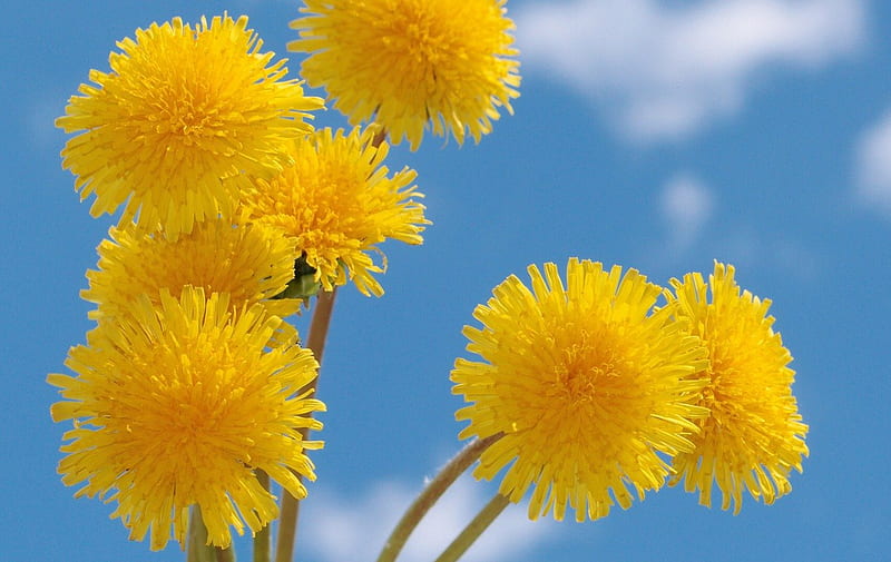 YELLOW POM-POMS, dandelions, plants, bright, summer, flowers, yellow, sky, blue, HD wallpaper