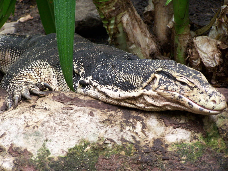 Resting Varano, zoo, varano, lying, crocodile, alligator, beast, reptile, HD wallpaper