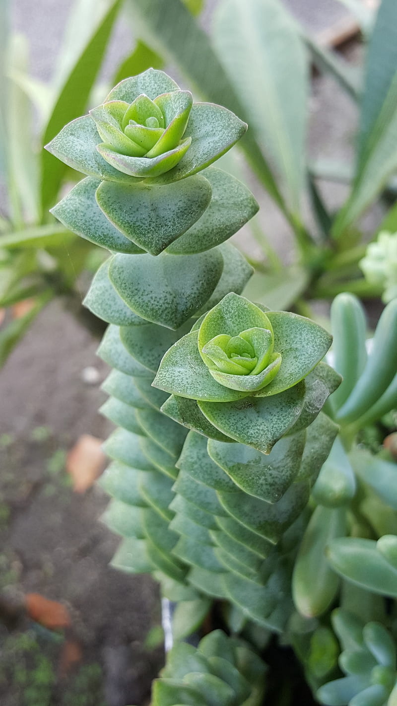 Triangle jade, plants, garden, green, grow, HD phone wallpaper