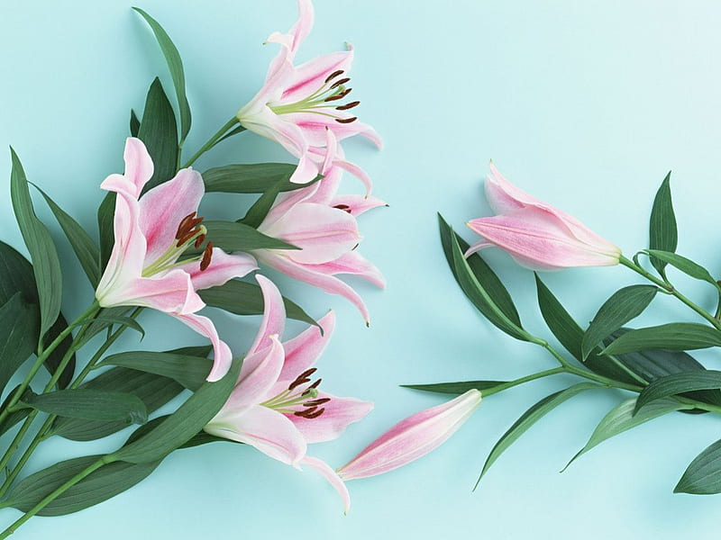 Lilies, holiday, easter lilies, flowers, easter, pink, HD wallpaper | Peakpx