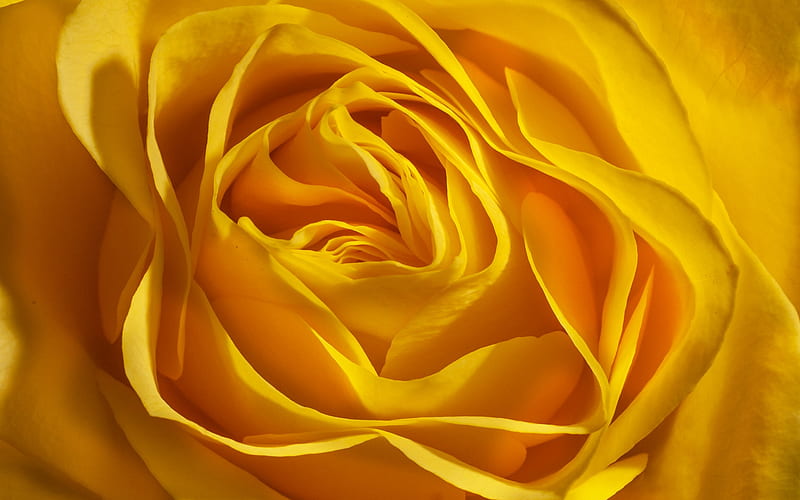 yellow rosebud, rosebuds background, yellow roses, roses background, yellow floral background, HD wallpaper