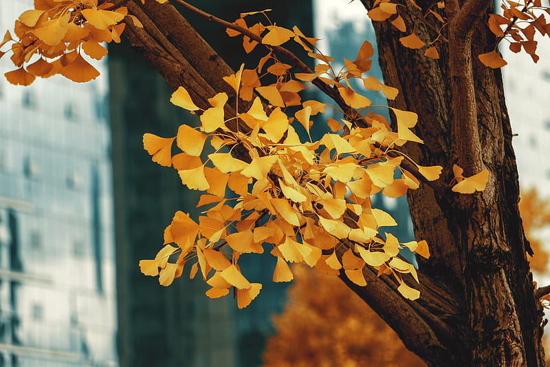 yellow leaves on brown tree branch during daytime, HD wallpaper