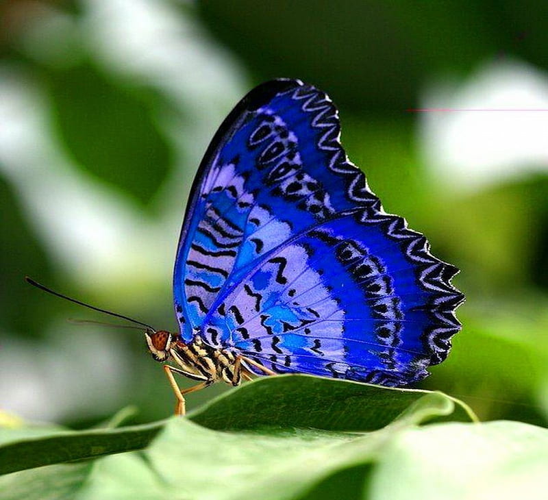 Bold beautiful blue, bright, wings, butterfly, blue, HD wallpaper