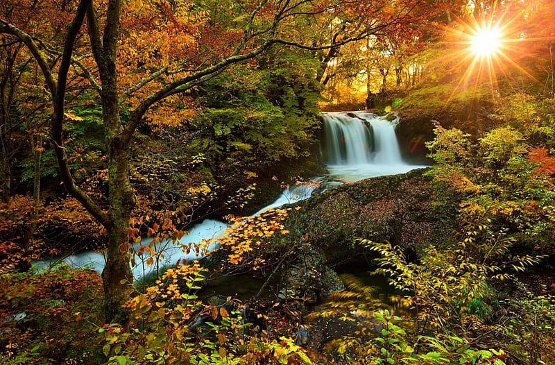 Forest glow, forest, stream, autumn, glow, sun, lovely, bonito, creek ...