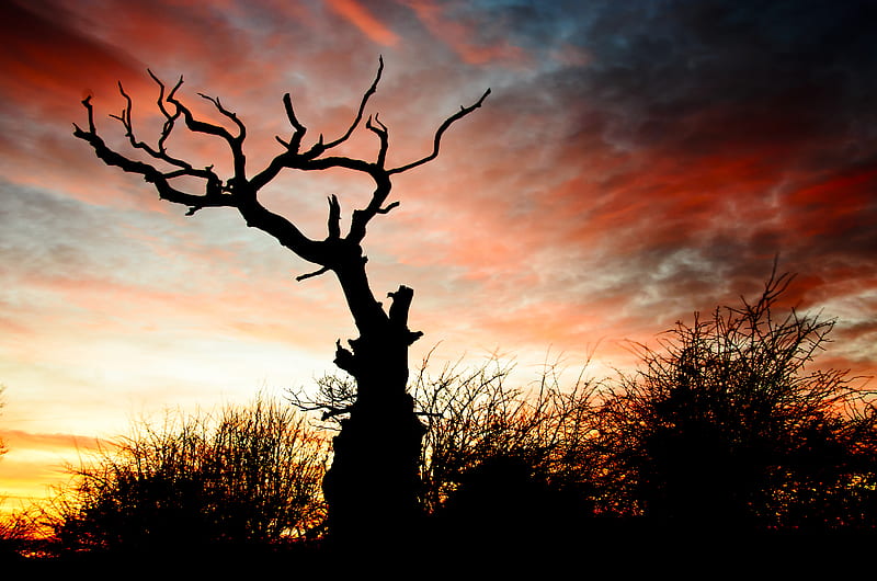 sunset, silhouette, snag, branches, HD wallpaper
