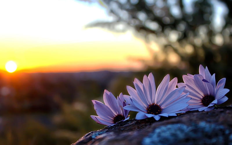 When it sets, nature, sunset, trees, daisies, rock, flowers, HD wallpaper