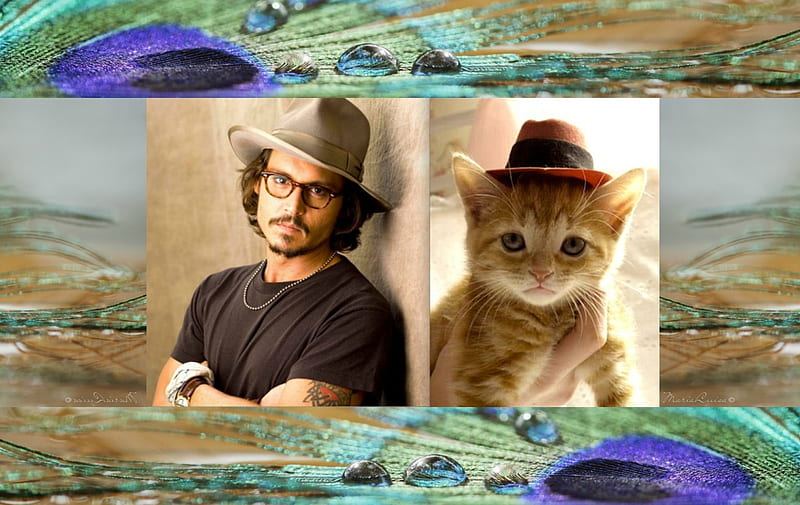 M&C, men and cats, orange, ginger, sunglasses, green, feather, Johnny Depp, man, by cehenot, collage, cat, mood, hat, situation, cute, purple, peacock feather, funny, kitten, actor, HD wallpaper