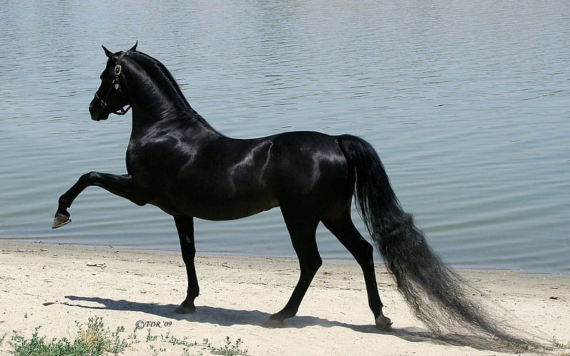 Purebred arabian horse, black, nature, horse, run, animal, HD wallpaper