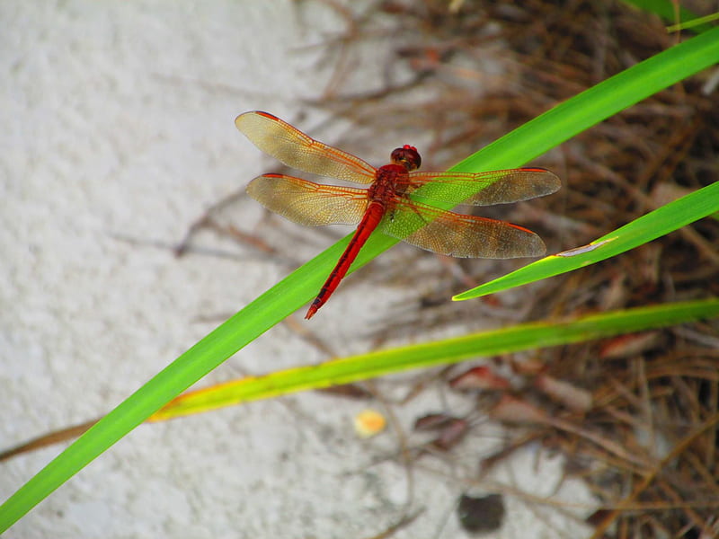 Red Dragonfly, dragonfly, cute, pretty, red, HD wallpaper