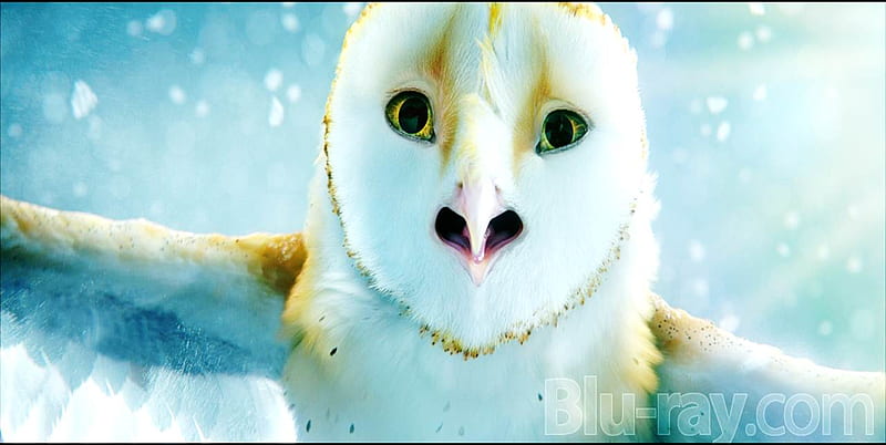 Soren, birds, fiction, owls, animals, HD wallpaper Soren, birds, fiction, owls, animals, HD wallpaper