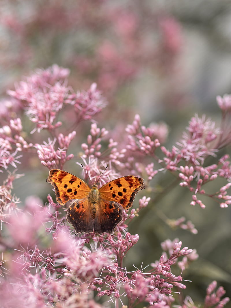brown and black butterfly perched on pink flower, HD phone wallpaper