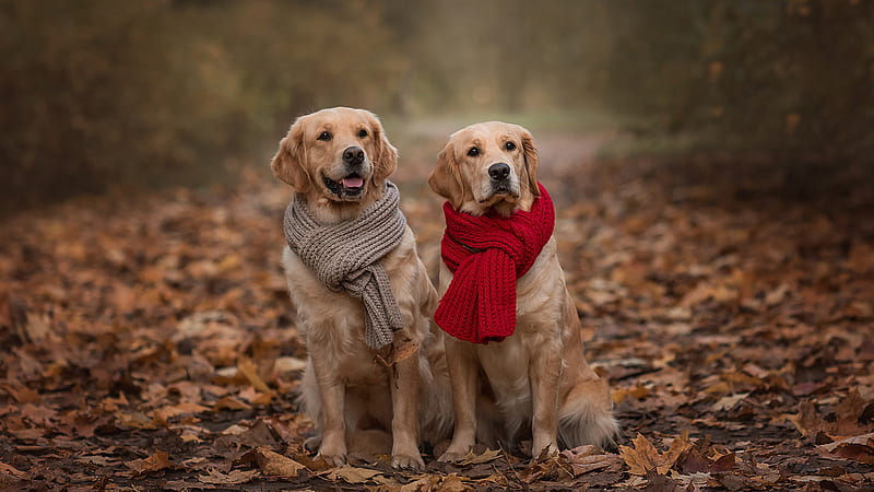 Two Golden Retriever Dogs Are Sitting On Ground With Dry Leaves Wearing Red Brown Scarf Dog, HD wallpaper