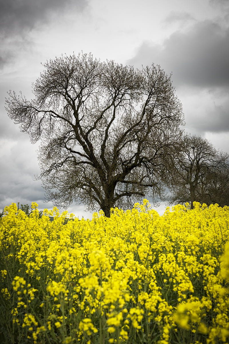 flowers, yellow, tree, nature, spring, HD phone wallpaper