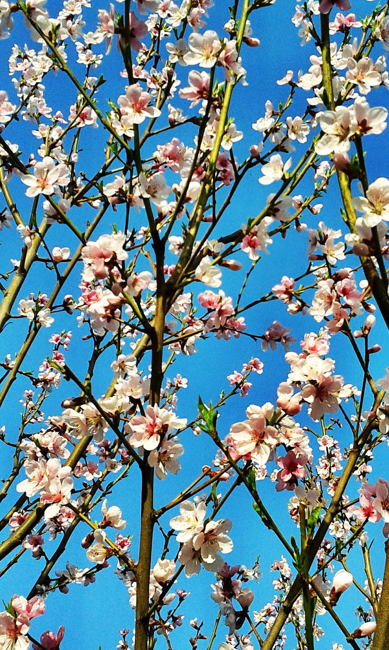 Spring Flowers, colour, flower, galaxy, peach, tree, HD phone wallpaper