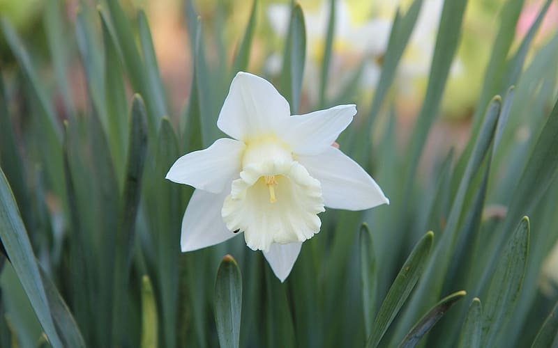 Narcissus, daffodil, white, flower, HD wallpaper