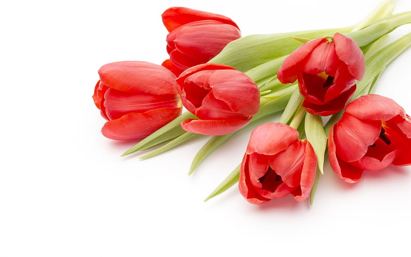 Red tulips, spring, spring flowers, tulips, bouquet, HD wallpaper