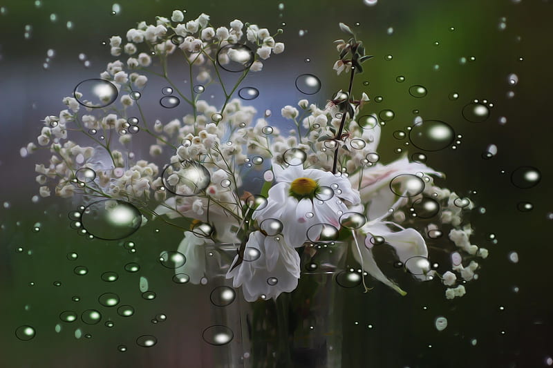 Water Drops, Drops, Flowers, Rainfall, Dew, HD wallpaper
