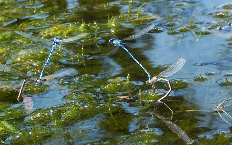 Azure Damsel Flies, azure, flies, pond, fly, water, flying, nature, damsel, blue, HD wallpaper