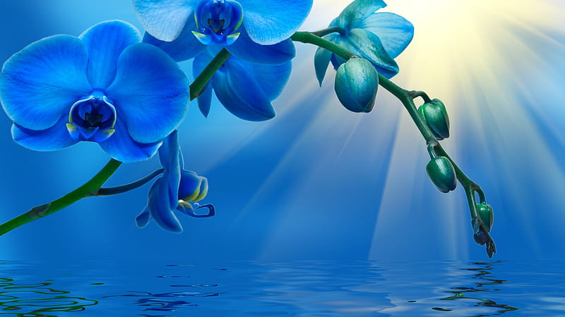 Flowers, Orchid, Blue, Blue Flower, Flower, Water, HD wallpaper