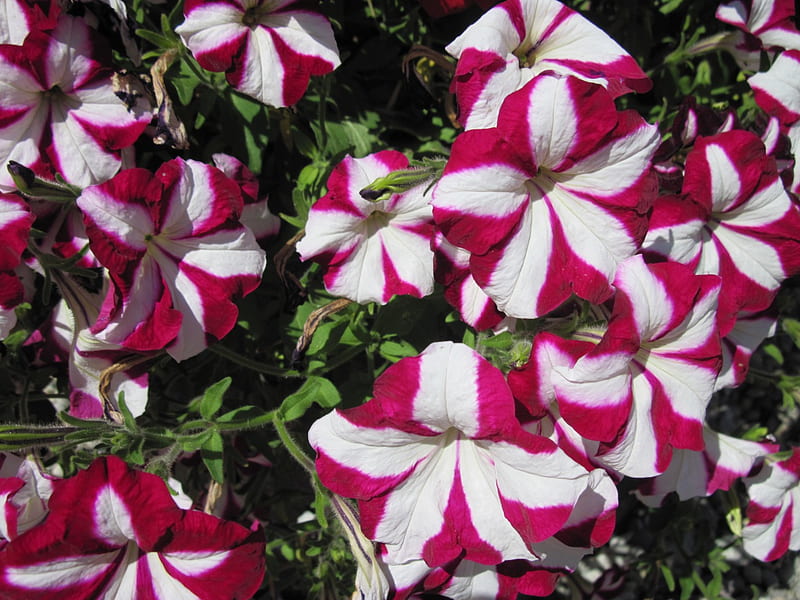 Peppermint Petunias at my garden , red, graphy, Petunias, green, Flowers, white, HD wallpaper