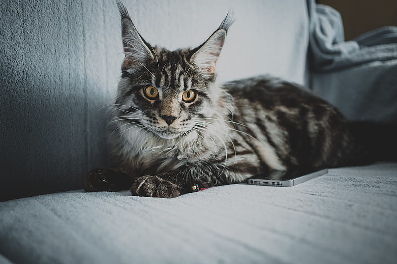 maine coon, cat, gray, glance, pet, HD wallpaper