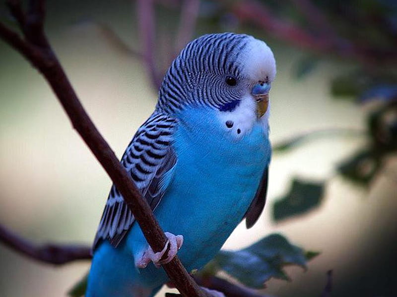 Transitorio Informar metano Parkeet, pájaro, amor, animal, azul, Fondo de pantalla HD | Peakpx