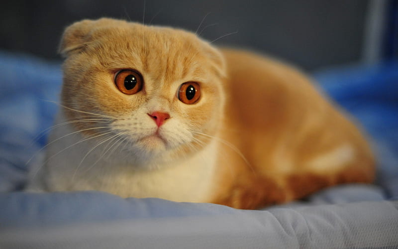 Scottish Fold Cat, cat, animals, cute, HD wallpaper