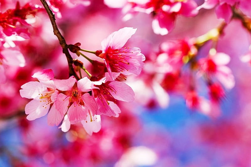 Flores de sakura, colores de la naturaleza, sakura, vistoso, planta, árbol,  japón, Fondo de pantalla HD | Peakpx