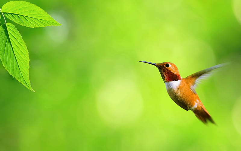 hummingbird cute-birds, HD wallpaper