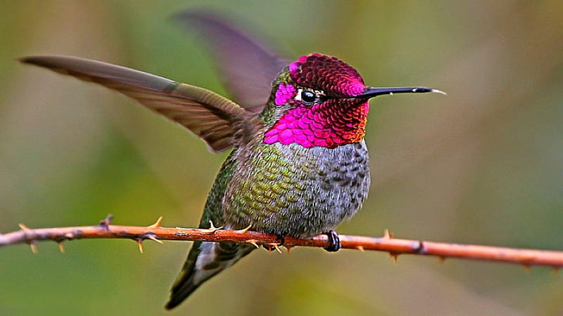 Beautiful Hummingbird, wings, bird, hummingbird, branch, animal, HD wallpaper