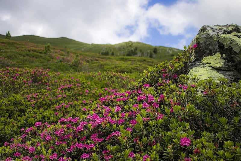 Rhododendron blooms, termeszet, viragzo mezo, hegyi taj, ausztria, Alpesi, alpok, hegy, noveny, rozsaszin viragok, mezei virag, tavasz viraga, HD wallpaper