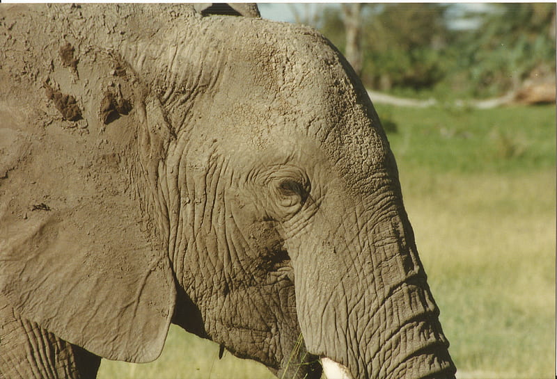 Kenyan elephant head close-up, kenya, Tsavo East and West National Parks, Amboseli National Park, head, elephant, close-up, HD wallpaper