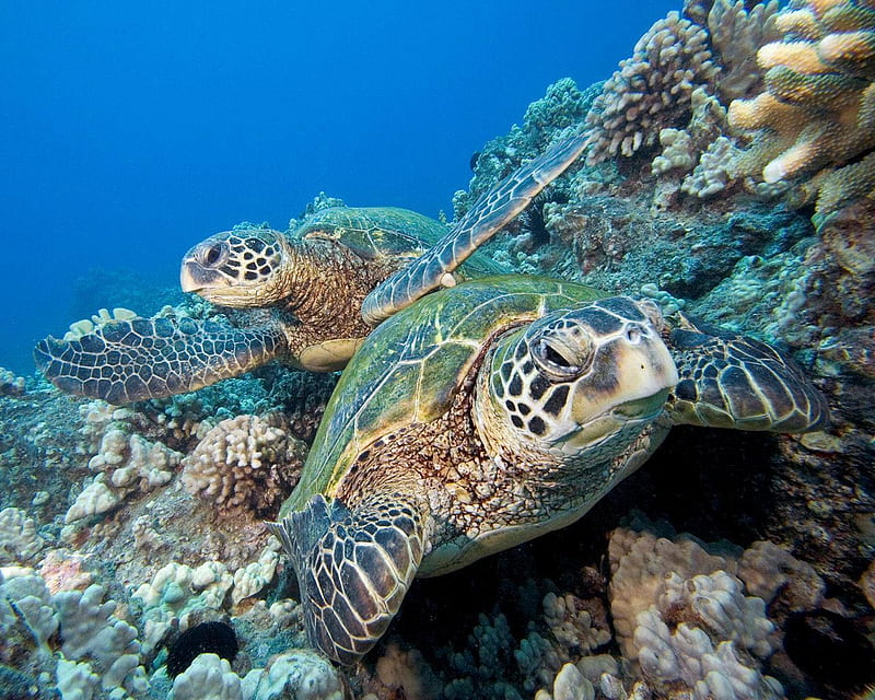 Pair of Sea Turtle, turtles, mouth, rock, ocean, sea, water, two, eyes, animals, HD wallpaper