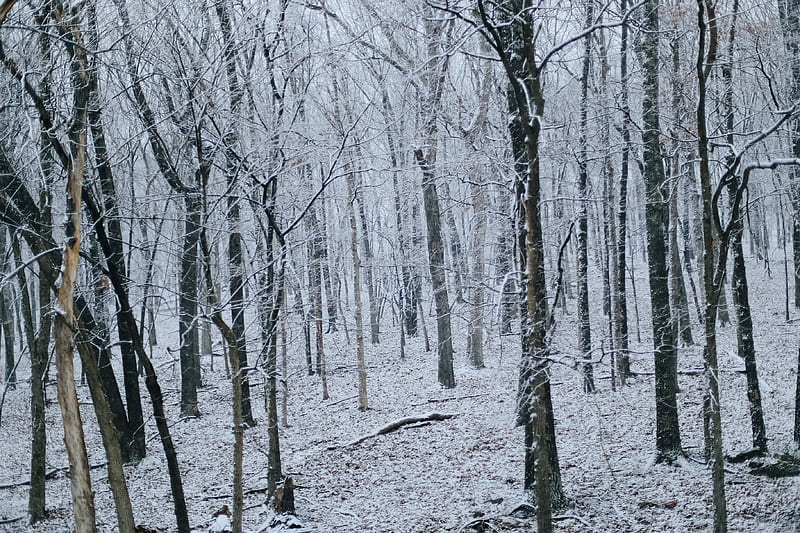 Bare trees covered with snow during daytime, HD wallpaper | Peakpx