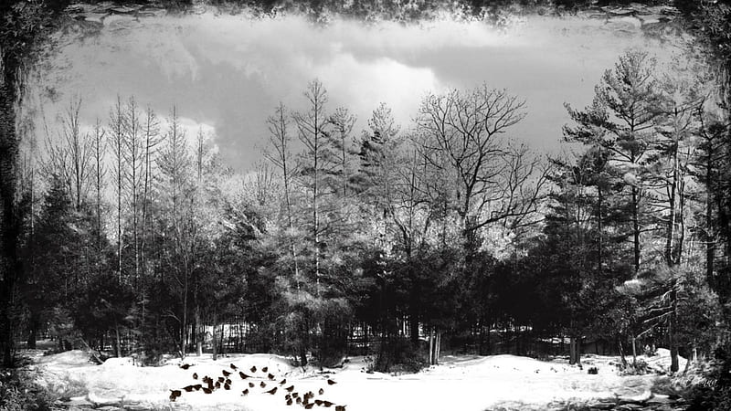 Winter Black and White, forest, fall, autumn, frame, birds, trees, winter, cold, snow, ice, vintage, frost, HD wallpaper