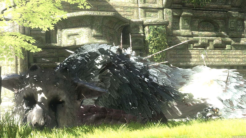 The Last Gaurdian - Nap, griffon, ps3, the last guardian, grass, video games, playstation 3, sunny, shadow of the collosus, ico, 2010, boy, team ico, serene, peaceful, nature, animals, HD wallpaper