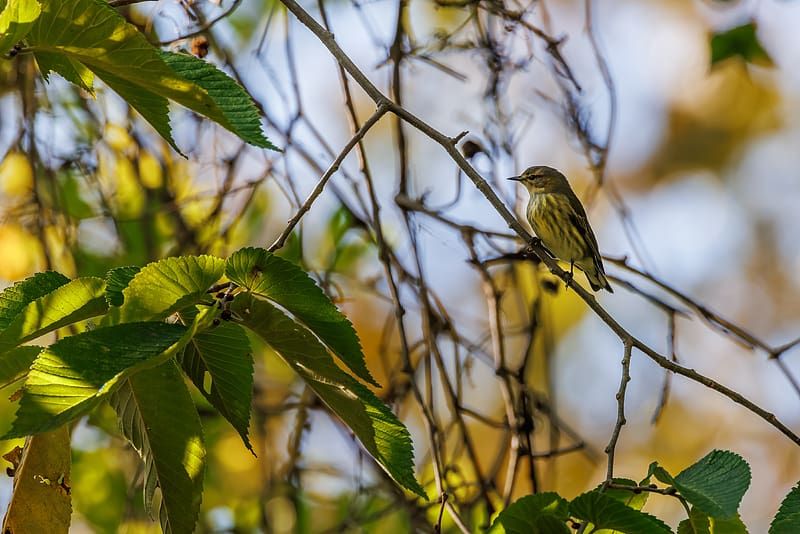 Cape May Warbler, ornithology, warbler, cape may, bird, HD wallpaper