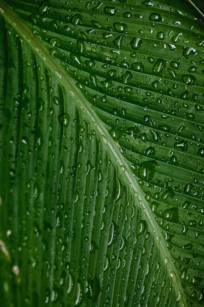 drops, moisture, leaf, plant, green, HD phone wallpaper