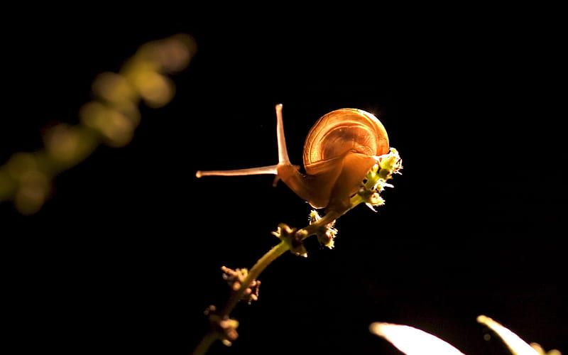 snail on branch-snail album, HD wallpaper