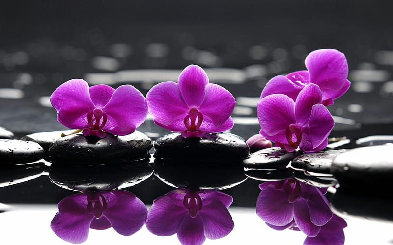 Reflection, special, power, graphy, stones, stone, color, flowers, beauty, relax, black, abstract, purple, feng shui, entertainment, spa, flower, nature, fashion, HD wallpaper