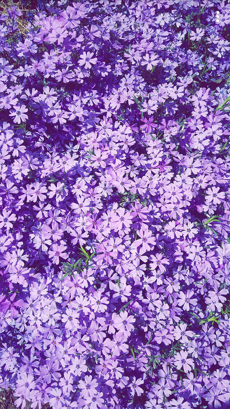 PurpleFlowerBunch, bunch, floral, flower, flowers, nature, purple ...