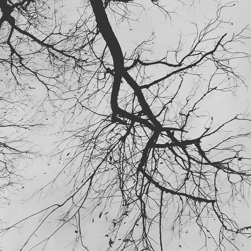 Dead tree, life, tree, HD phone wallpaper | Peakpx