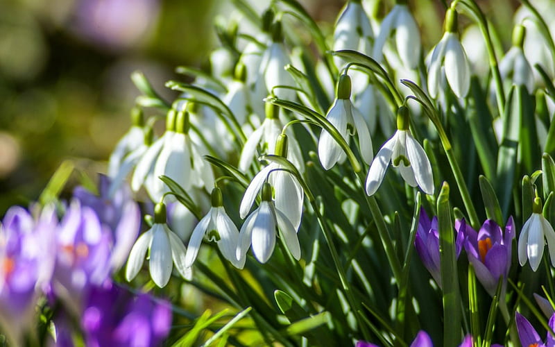 Snowdrops and crocuses, crocus, green, flower, spring, snowdrops, white, pink, HD wallpaper