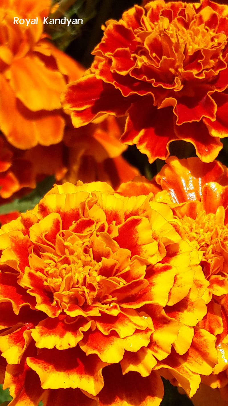 Flowers, daspethiya, flovers, kandy, love, mall, sri lanka, HD phone  wallpaper | Peakpx