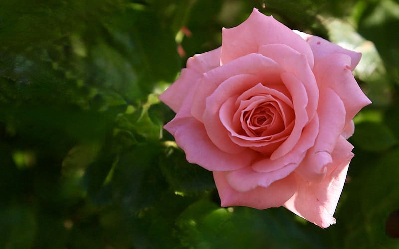 Pink Rose, rose, pink, macro, flower, HD wallpaper | Peakpx