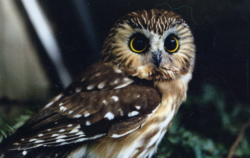 Beautiful Owl, Brown, Big eyes, Beautuful, Owl, Amimals, Birds, HD wallpaper